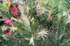 SAM_1019.webp
