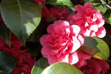 SAM_1021.webp