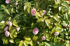 SAM_1022.webp