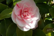 SAM_1023.webp