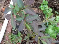 k-Kamtschatka Beere Maibeere1.webp