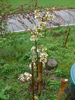 k-Nashi.webp