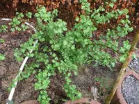 k-Stachelbeere.webp