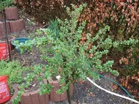 k-Stachelbeere2.webp
