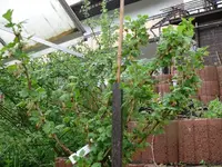 k-Stachelbeere3.webp