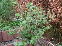 k-Stachelbeere4.webp