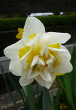 P1110491.webp