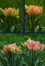 Elias123.webp