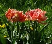 Elias2.webp