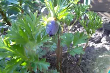 SAM_1031.webp