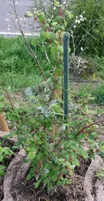 Weinbeere.webp