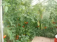Tomaten.webp