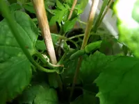2016-04-18 Luffa frühreif.webp