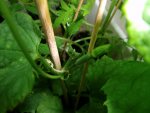 2016-04-18 Luffa frühreif.JPG