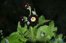 comp_DSC04781.webp