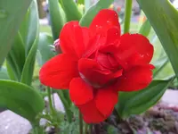 DSCF9357.webp