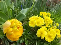 DSCF9296.webp
