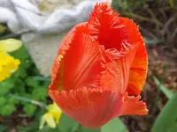 DSCF9311.webp
