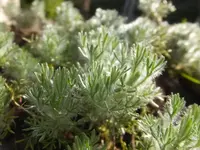 DSCF9332.webp