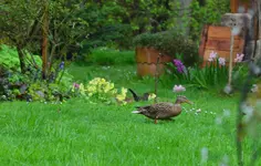 Daisy2.webp