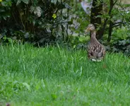 Daisy3.webp