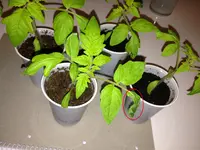 IMG_1962.webp