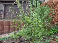 Goldjohannisbeere.webp
