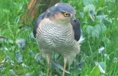 DSCF5667 (3).webp