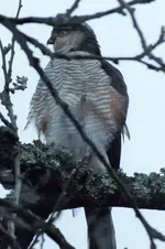 DSCF5687 (3).webp