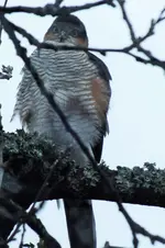 DSCF5688 (3).webp