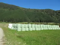 Silage v.webp