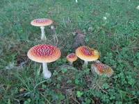 Copy of IMG_4168v.webp