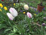 Tulpe1.jpg Tulpe1.jpg