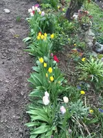 Tulpe2.jpg Tulpe2.jpg