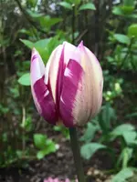 Tulpe3.webp