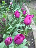 Tulpe5.jpg Tulpe5.jpg
