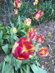 Tulpe6.jpg Tulpe6.jpg