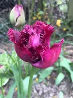Tulpe7.jpg