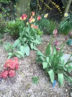 Tulpe8.webp