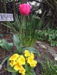 Tulpe9.jpg Tulpe9.jpg