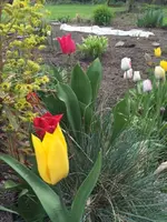 Tulpe10.jpg