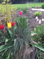Tulpe11.webp
