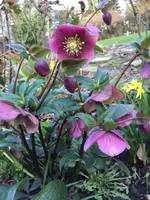 Christrose.webp