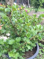 Stachelbeere.webp