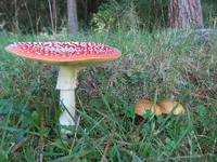 Copy of IMG_4180v.webp