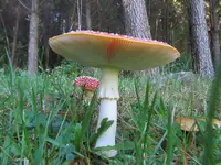 Copy of IMG_4181v.webp