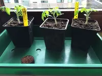 Tomate.webp