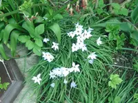 Andenknofi.webp