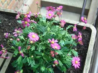 Blumen (2).webp