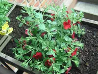 Blumen (3).webp